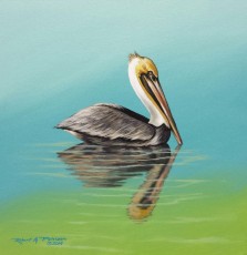 Pelican in teal reflection