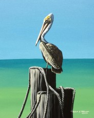 Pelican on the Ropes