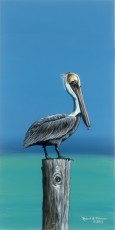 Tropical Pelican