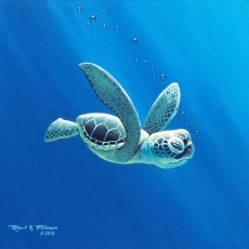 Baby Turtle in Blue