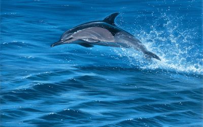 Dolphin Safari