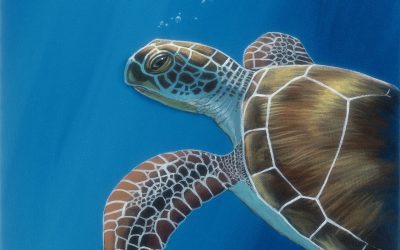 Fantasy Blue Turtle