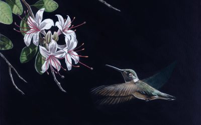 Hummingbird Delight
