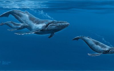 Humpback Harmony