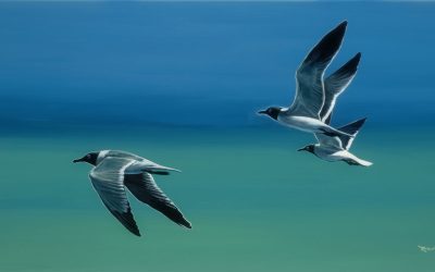 Laughing Gulls