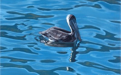 Pelican Reflection