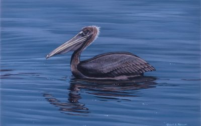 Pelican Swimming