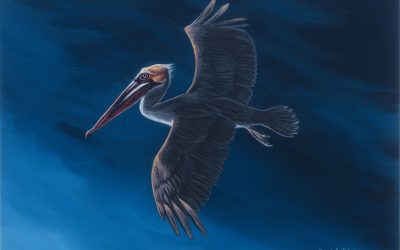 Pelican in the Storm