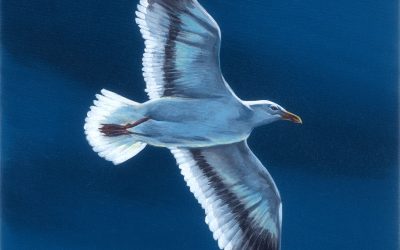 Seagull Illuminated