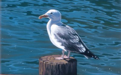 Seagull in the Sun