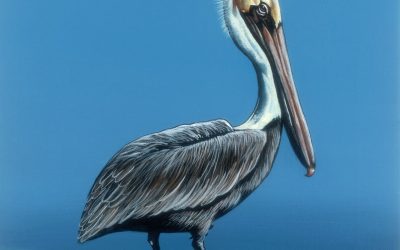 Tropical Pelican