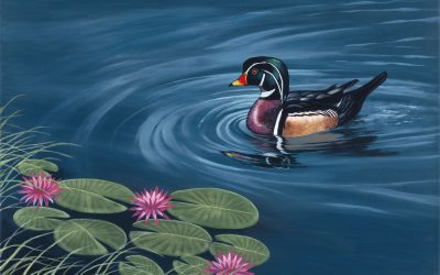 Wood Duck in Water Lillies