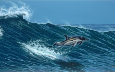 Dolphin Wave
