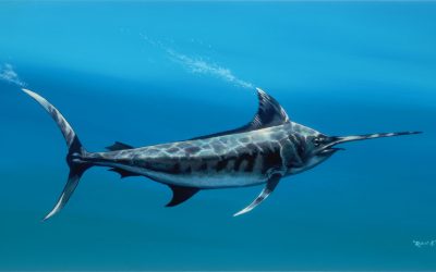 Blue Marlin