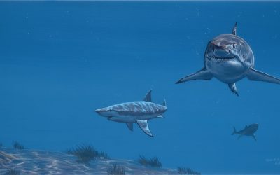 Great White Fever